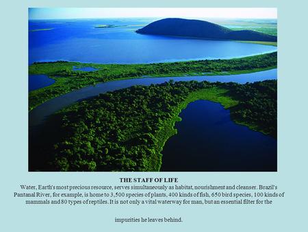 THE STAFF OF LIFE Water, Earth's most precious resource, serves simultaneously as habitat, nourishment and cleanser. Brazil's Pantanal River, for example,