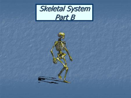 Skeletal System Part B.