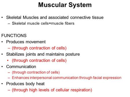 Muscular System Skeletal Muscles and associated connective tissue –Skeletal muscle cells=muscle fibers FUNCTIONS Produces movement –(through contraction.