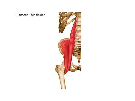 Iliopsoas – hip flexion