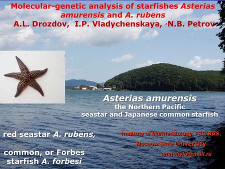 Molecular-genetic analysis of starfishes Asterias amurensis and A. rubens A.L. Drozdov, I.P. Vladychenskaya,, N.B. Petrov red seastar A. rubens, red seastar.