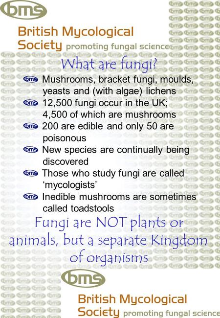 What are fungi? Mushrooms, bracket fungi, moulds, yeasts and (with algae) lichens 12,500 fungi occur in the UK; 4,500 of which are mushrooms 200 are edible.