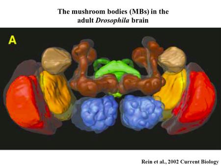 Rein et al., 2002 Current Biology The mushroom bodies (MBs) in the adult Drosophila brain.
