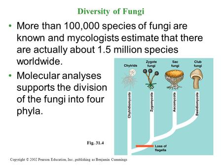Molecular analyses supports the division of the fungi into four phyla.
