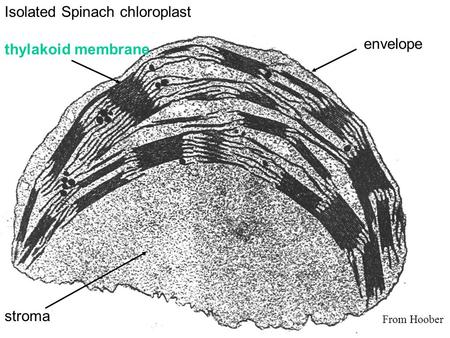 Isolated Spinach chloroplast envelope stroma thylakoid membrane From Hoober.
