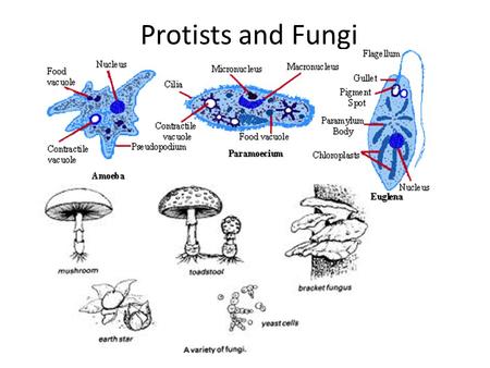 Protists and Fungi.