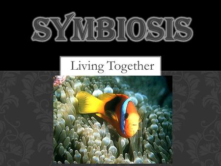 Living Together. Sym: From the greek/latin meaning “with” Bio: from the greek/latin meaning “to live” or “living” Symbiosis: A relationship where two.