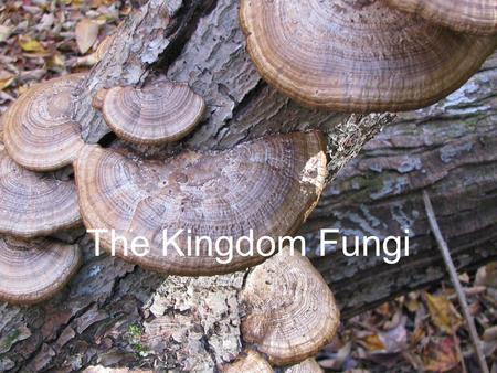 The Kingdom Fungi.