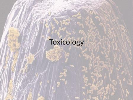 Toxicology.