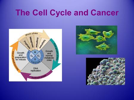 The Cell Cycle and Cancer. Cell signaling: chemical communication between cells. Click on above to go to animation second chemical response inside the.