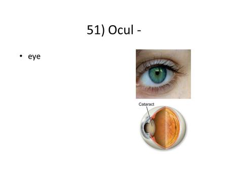 51) Ocul - eye. Vessel Ex: vascular tissue 52)Vas-