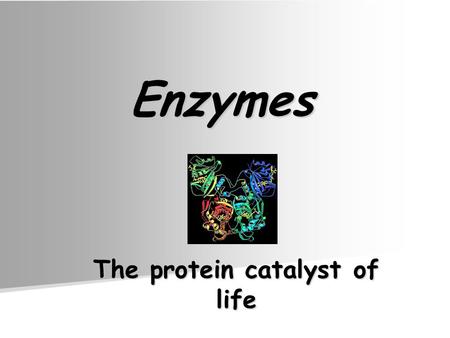 Enzymes The protein catalyst of life. Enzyme Vocabulary Enzymes end in –ase Enzymes end in –ase –Maltase binds to maltose –Lactase binds to lactose –Lipase.