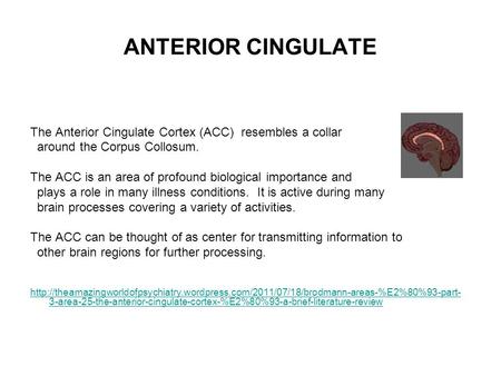 ANTERIOR CINGULATE The Anterior Cingulate Cortex (ACC) resembles a collar around the Corpus Collosum. The ACC is an area of profound biological importance.