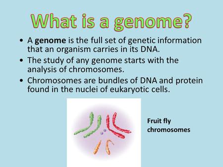 What is a genome? A genome is the full set of genetic information that an organism carries in its DNA. The study of any genome starts with the analysis.