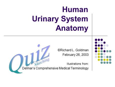 Human Urinary System Anatomy ©Richard L. Goldman February 26, 2003 Illustrations from: Delmar’s Comprehensive Medical Terminology.