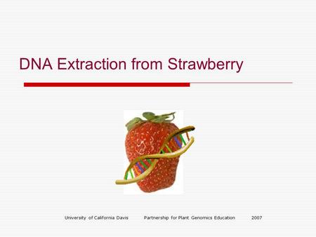 University of California Davis Partnership for Plant Genomics Education 2007 DNA Extraction from Strawberry.
