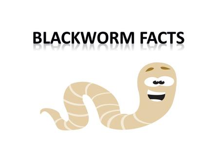WOWBugBlackworm Human Kingdom Animalia PhylumArthropoda ”jointed foot” Annelidia “tiny rings” Chordata- has backbone ClassInsectOligochaeta- Oligo= few.