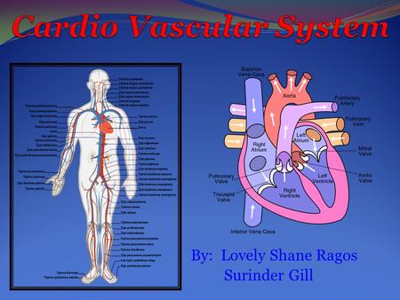By: Lovely Shane Ragos Surinder Gill.  Cardiovascular System is composed of the heart and blood vessels, including arteries, veins, and capillaries.