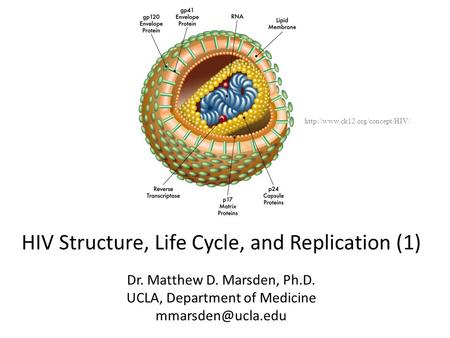 HIV Structure, Life Cycle, and Replication (1)