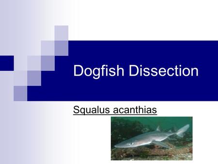Dogfish Dissection Squalus acanthias.