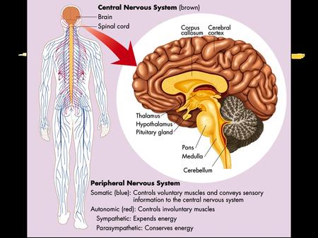 Peripheral Nervous System Skeletal (Somatic) SympatheticParasympathetic Autonomic Peripheral Nervous System.