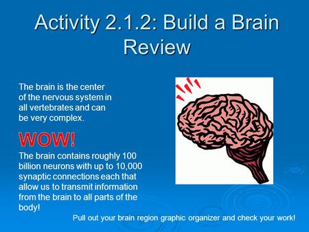 Activity 2.1.2: Build a Brain Review