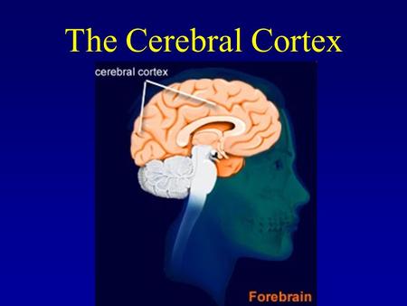 The Cerebral Cortex. The Evolving Brain Different animal species have many structures in common, including a cerebellum and cortex. The cortex is much.
