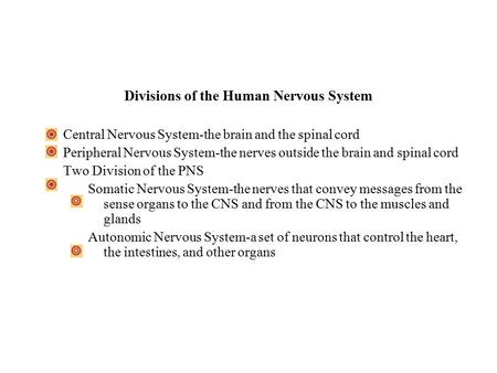 Divisions of the Human Nervous System