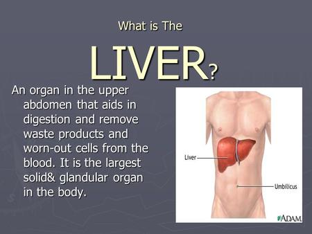 What is The LIVER? An organ in the upper abdomen that aids in digestion and remove waste products and worn-out cells from the blood. It is the largest.