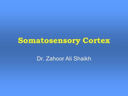 Somatosensory Cortex Dr. Zahoor Ali Shaikh. Somatosensory Areas Somatosensory Area I – S I. (Brodmann area 1,2,3) – post central gyrus parietal lobe.