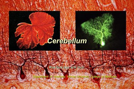 Cerebellum Won Taek Lee, M.D. Ph.D.