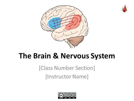 The Brain & Nervous System [Class Number Section] [Instructor Name]