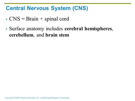 Copyright © 2006 Pearson Education, Inc., publishing as Benjamin Cummings Central Nervous System (CNS)  CNS = Brain + spinal cord  Surface anatomy includes.