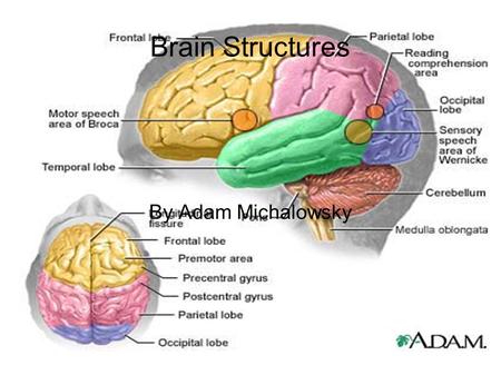 Brain Structures By Adam Michalowsky.