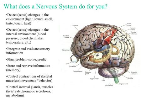 What does a Nervous System do for you? Detect (sense) changes in the environment (light, sound, smell, taste, touch, heat) Detect (sense) changes in the.