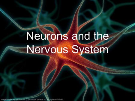 Neurons and the Nervous System. Nervous System –Central nervous system (CNS): Brain Spinal cord –Peripheral nervous system (PNS): Sensory neurons Motor.