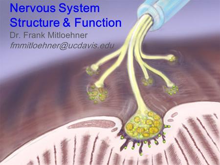 Nervous System Structure & Function Dr. Frank Mitloehner