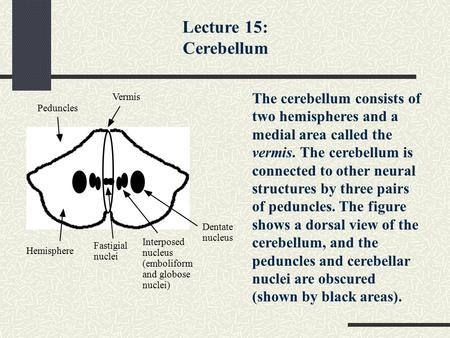 Lecture 15: Cerebellum The cerebellum consists of two hemispheres and a medial area called the vermis. The cerebellum is connected to other neural structures.
