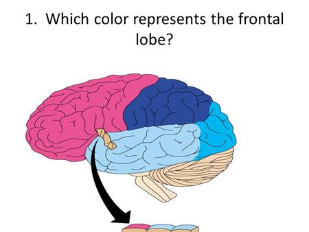 1. Which color represents the frontal lobe?. 2. Which color represents the occipital lobe?