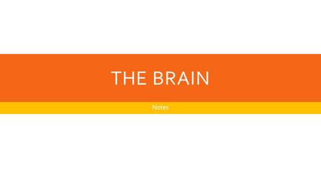 The Brain Notes.