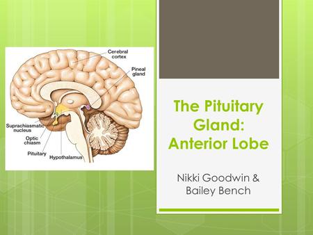 The Pituitary Gland: Anterior Lobe Nikki Goodwin & Bailey Bench.