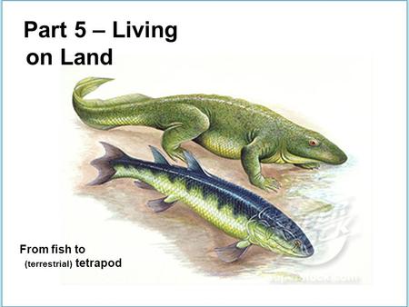 Part 5 – Living on Land From fish to (terrestrial) tetrapod.