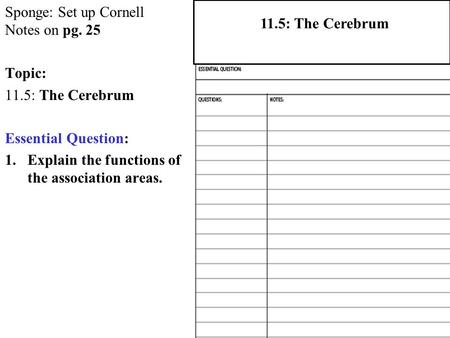 Sponge: Set up Cornell Notes on pg. 25 Topic: 11.5: The Cerebrum Essential Question: 1.Explain the functions of the association areas. 2.1 Atoms, Ions,
