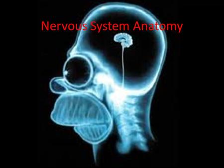 Nervous System Anatomy. Breakdown: Central Nervous System (CNS) Brain Spinal Cord Peripheral Nervous System (PNS) Somatic Nervous System Autonomic Nervous.