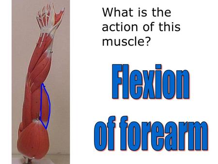 What is the action of this muscle?. What is this called?