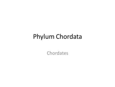 Phylum Chordata Chordates. Basic Overview Four main qualities make a Chordate. At some time during their development (humans included) Chordates have.