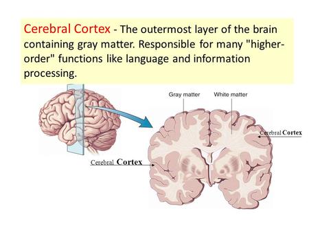Cerebral Cortex - The outermost layer of the brain containing gray matter. Responsible for many higher-order functions like language and information.