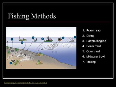 Fishing Methods 1. Prawn trap 2. Diving 3. Bottom longline