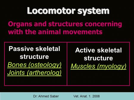 Organs and structures concerning with the animal movements