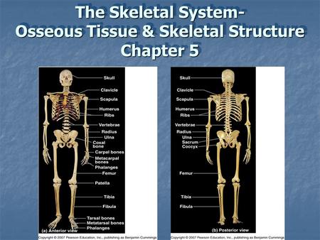 The Skeletal System- Osseous Tissue & Skeletal Structure Chapter 5